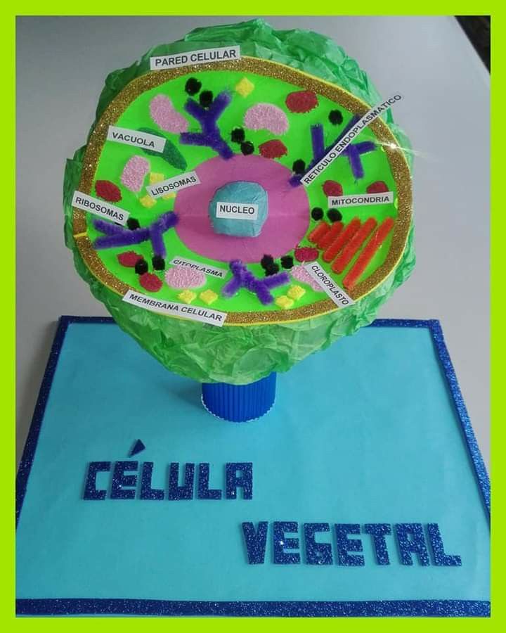 MAQUETA DE LA CELULA VEGETAL