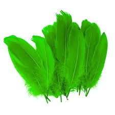 PLUMAS FAST GRANDES COLOR VERDE LIMON (BX24)